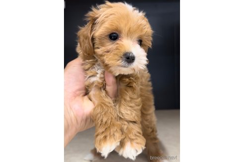 成約済の福岡県のマルプー:マルチーズ×トイプードル-308733の4枚目