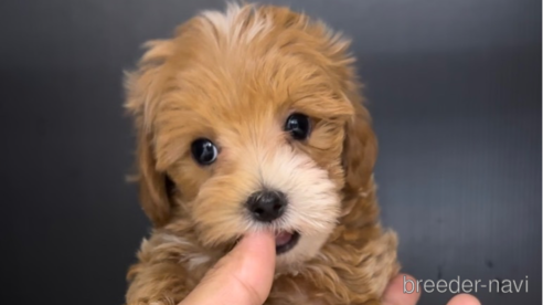 成約済の福岡県のマルプー:マルチーズ×トイプードル-308733