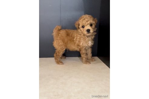 成約済の福岡県のトイプードル-308926の2枚目