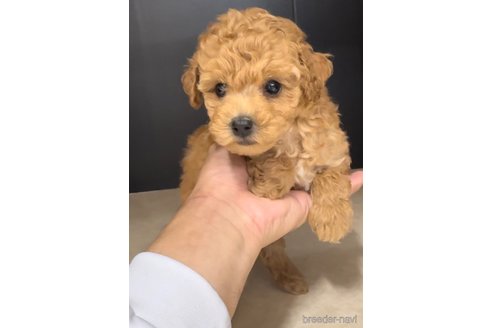 成約済の福岡県のトイプードル-308926の3枚目