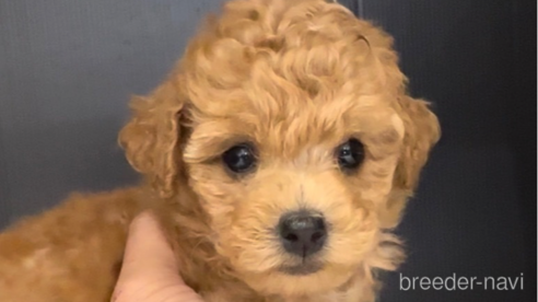 成約済の福岡県のトイプードル-308926