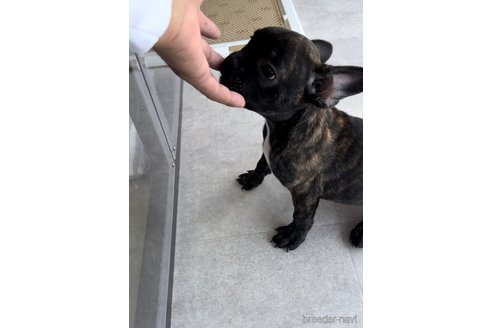 成約済の福岡県のフレンチブルドッグ-302516の2枚目