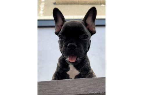 成約済の福岡県のフレンチブルドッグ-302516の3枚目