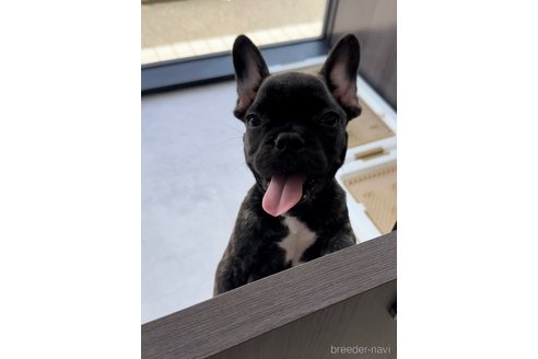 成約済の福岡県のフレンチブルドッグ-302516の4枚目