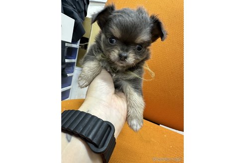 成約済の千葉県のチワワ(ロングコート)-311377の6枚目