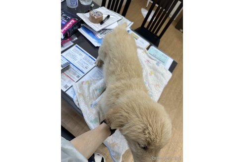 成約済の千葉県のゴールデンレトリーバー-311390の9枚目