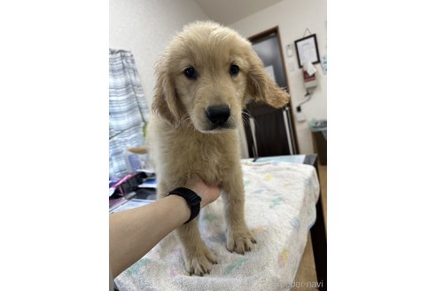 成約済の千葉県のゴールデンレトリーバー-311390の6枚目