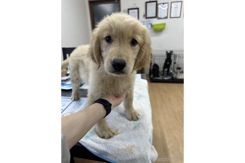 成約済の千葉県のゴールデンレトリーバー-311390の5枚目