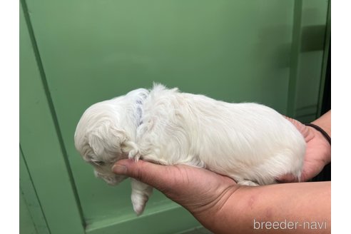 成約済の滋賀県のミックス犬-311395の3枚目