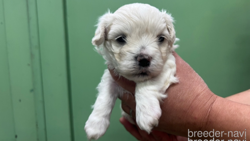 成約済の滋賀県のミックス犬-311395の2枚目