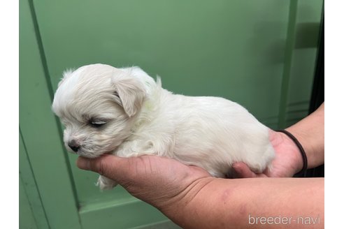 成約済の滋賀県のミックス犬-311398の6枚目