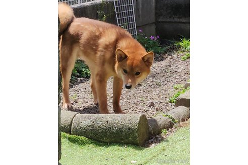 販売中の福岡県のミックス犬-311423の2枚目