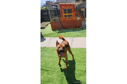 販売中の福岡県のミックス犬-311426の2枚目