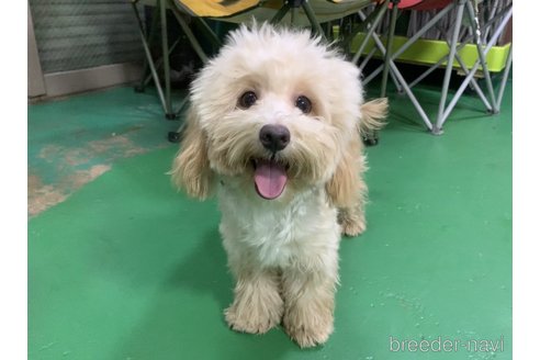 成約済の東京都のミックス犬-271813の2枚目