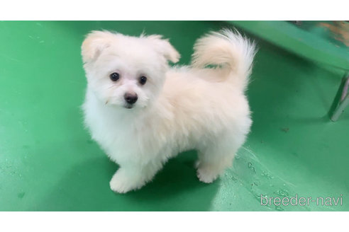成約済の東京都のミックス犬-291311の21枚目