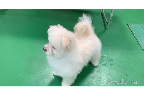 成約済の東京都のミックス犬-291311の19枚目