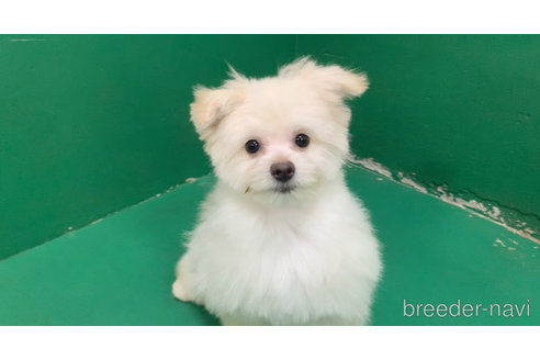 成約済の東京都のミックス犬-291311の17枚目