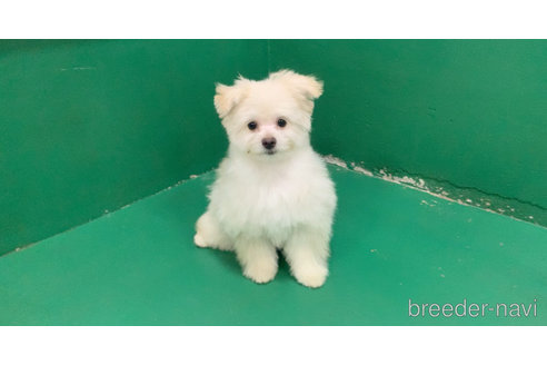 成約済の東京都のミックス犬-291311の16枚目