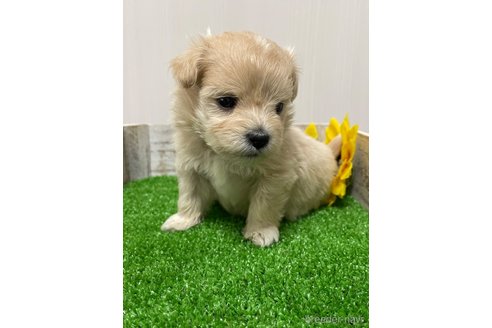 成約済の滋賀県のマルプー:マルチーズ×トイプードル-308799の10枚目