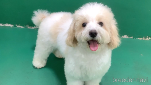 成約済ののミックス犬-278351