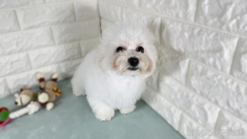 成約済の栃木県のビションフリーゼ-289599の5枚目
