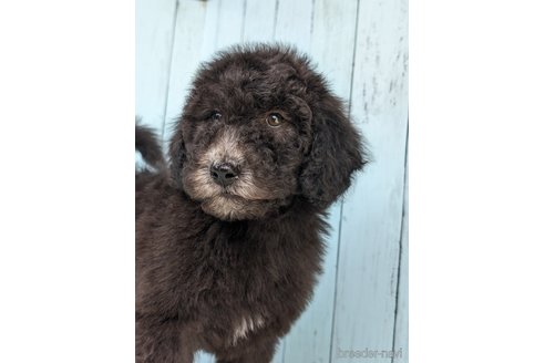 成約済の香川県のスタンダードプードル-311448の1枚目