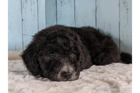 成約済の香川県のスタンダードプードル-311448の4枚目