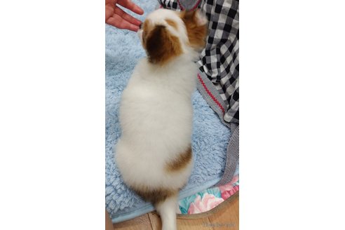 成約済の千葉県のチワワ(ロングコート)-293672の33枚目