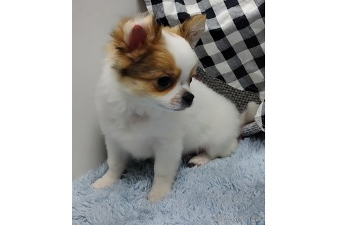 成約済の千葉県のチワワ(ロングコート)-293672の34枚目