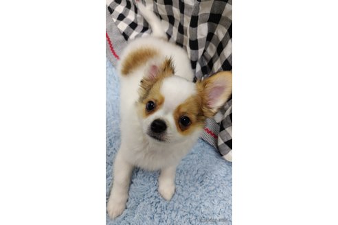 成約済の千葉県のチワワ(ロングコート)-293672の31枚目