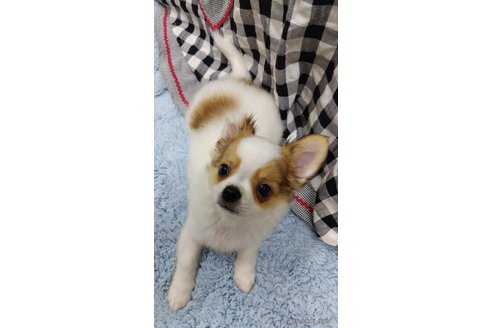 成約済の千葉県のチワワ(ロングコート)-293672の29枚目