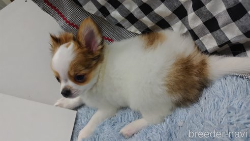 成約済の千葉県のチワワ(ロングコート)-293672の26枚目