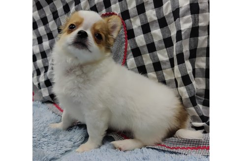 成約済の千葉県のチワワ(ロングコート)-293672の23枚目