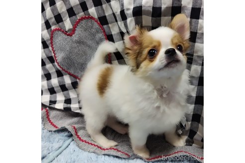 成約済の千葉県のチワワ(ロングコート)-293672の22枚目