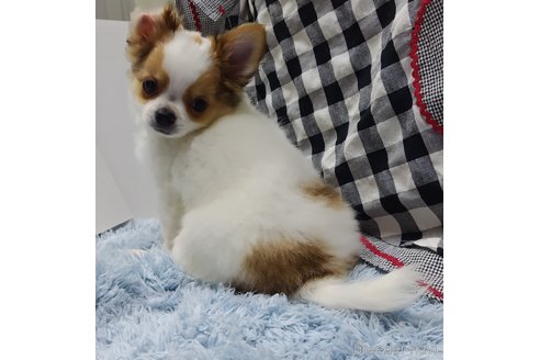 成約済の千葉県のチワワ(ロングコート)-293672の20枚目