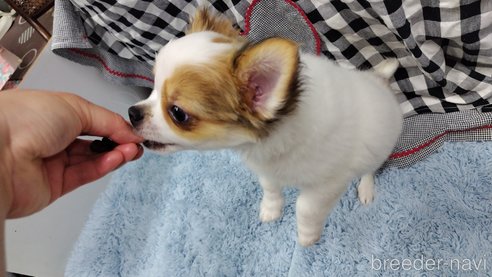 成約済の千葉県のチワワ(ロングコート)-293672の21枚目