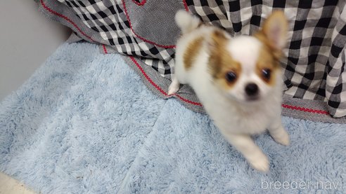 成約済の千葉県のチワワ(ロングコート)-293672の19枚目