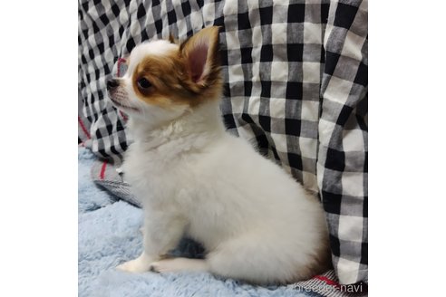成約済の千葉県のチワワ(ロングコート)-293672の17枚目
