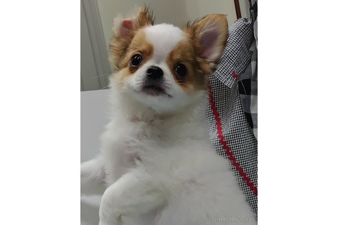 成約済の千葉県のチワワ(ロングコート)-293672の11枚目