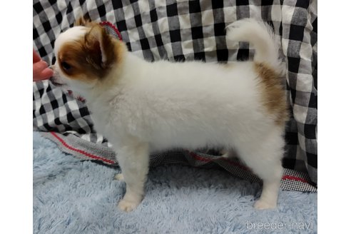 成約済の千葉県のチワワ(ロングコート)-293672の9枚目