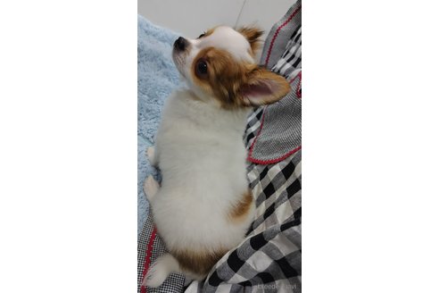 成約済の千葉県のチワワ(ロングコート)-293672の8枚目
