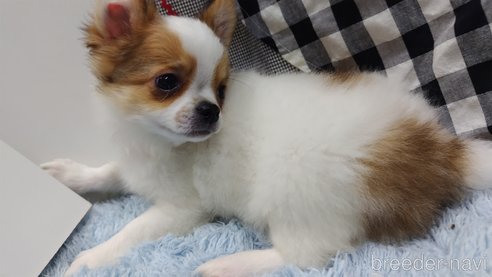 成約済の千葉県のチワワ(ロングコート)-293672の6枚目