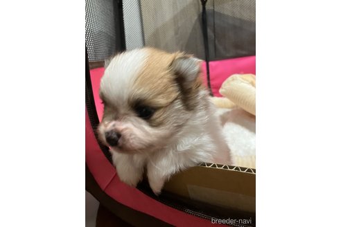 成約済の滋賀県のポメラニアン-309234の29枚目