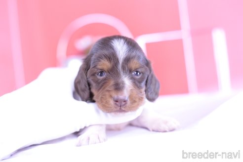 成約済の愛知県のカニンヘンダックスフンド(ロングヘアード)-311469の3枚目