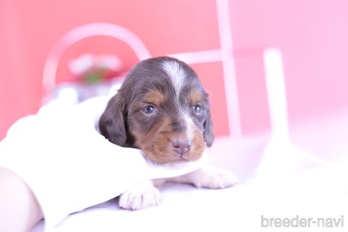 成約済の愛知県のカニンヘンダックスフンド(ロングヘアード)-311469の4枚目