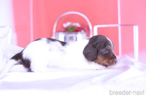 成約済の愛知県のカニンヘンダックスフンド(ロングヘアード)-311469の2枚目