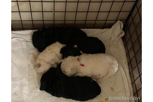 成約済の神奈川県のスタンダードプードル-308553の9枚目