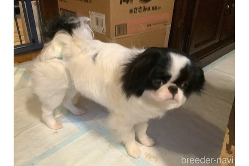 成約済の静岡県の狆 (チン)-276833の3枚目