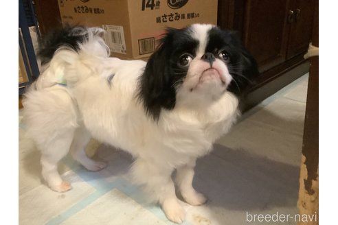 成約済の静岡県の狆 (チン)-276833の2枚目