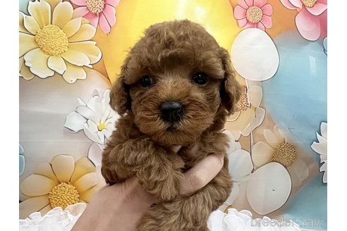 成約済の広島県のトイプードル-306039の4枚目